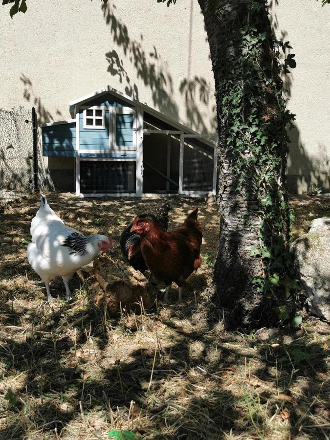 Quatre Chats Sous Un Pin Le Thoureil Exterior photo